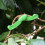 Professional Garden Support Shaper Tool For Tree Training-5 7