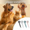 Professional Shedding Tool For Animals Comb Hanging Pet-Black 3