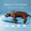 Lit pour chats, coussins doux pour petits et grands chats,-S 7