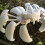 Halloween Spiders Pumpkin Decors Easy Setup For Home-White 2 6