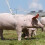 Stainless Pig Holder Squeezer 58cm/22.8in Color 5