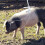 Stainless Pig Holder Squeezer 58cm/22.8in Color 10