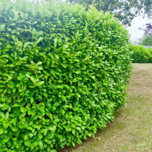 10 Cherry Laurel Evergreen Hedging Plant Fast Growing 40-60cm Potted