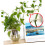 200pcs Self Adhesive Plant Wall Clips for Vines Durable Plastic Holders for Climbing Plants 3