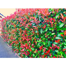15 Photinia Red Robin Hedging Evergreen Plants 25-40cm Supplied Potted