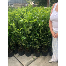 5 Cherry Laurel Hedging Evergreen Plants 80-100cm Large 4 Litre Pots