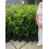 5 Cherry Laurel Hedging Evergreen Plants 3-4ft Large 4 Litre Pots 1