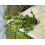 5 Cherry Laurel Hedging Evergreen Plants 3-4ft Large 4 Litre Pots 2