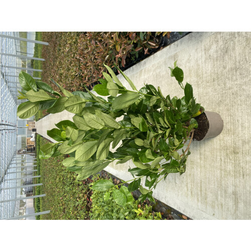 5 Cherry Laurel Hedging Evergreen Plants 3-4ft Large 4 Litre Pots 1