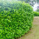 5 Cherry Laurel Hedging Evergreen Plants 3-4ft Large 4 Litre Pots 3