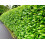 5 Cherry Laurel Hedging Evergreen Plants 3-4ft Large 4 Litre Pots 4
