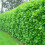 5 Cherry Laurel Hedging Evergreen Plants 3-4ft Large 4 Litre Pots 5