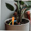 Self Watering Spikes 10 Pack, Adjustable Flow Automatic Plant Watering System for Potted Plants 5