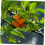 Plant Training Clips 5 Pcs Adjustable Branch Bender Tools for Even Canopy and Low Stress Support 5