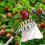 Extendable Fruit Picker Pole with Basket, Lightweight Durable Harvest Tool for Apple and Pear Trees 2