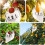 Extendable Fruit Picker Pole with Basket, Lightweight Durable Harvest Tool for Apple and Pear Trees 4
