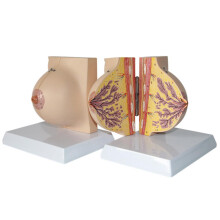 Life Size Breast Anatomy Model with Dual View Design and Realistic Detail for Medical Teaching 18x24x22CM