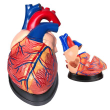 Human Heart Anatomical Model 3x Enlarged 3D Detachable PVC Heart Anatomy Model for Medical Teaching