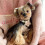 Dog-Light pink Light pink Light pink Light pink Light pink 2