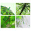 Clear Bubble Umbrella with Reflective Leaf Pattern, Automatic Transparent Dome for Adults and Kids 4
