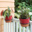 Small Customizable Plant Holder For Barrier Or Wall Attachment 7
