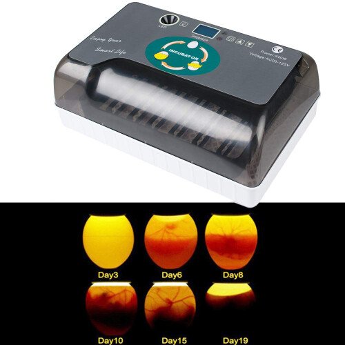 Automatic Egg Incubator 12‑35 Eggs with Digital Temperature Control, Small Poultry Hatcher for Chicken Duck Quail 2