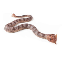 (Spider tailed viper) Soft Rubber Snake Model Realistic Snake Action Figure Toy Solid Snake Figurine for Halloween Prank and Stress Relief
