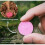 (2pcs) Concentrated All-purpose Fertilizer Ease Plant Food Tw 3