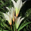 (8#) Multi-Color Artificial Lily Solar Power LED Garden Lawn Light Yard Decor Lamp 5
