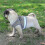 (M, Blue) Lebanghui Cat Harness, Cat Harness Escape Proof 4