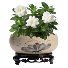 Elegant Lotus Flower Ceramic Planter Bowl with Stand, LeakProof Base for Succulents, 6.49in