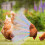 Chicken Tutu Skirt Poultry Saddle Protector 8