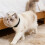 1Pc Breathable Cat Collar Transparent Protective ABS Head Cover White 3