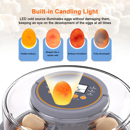 Automatic Egg Incubator 12 Eggs with Humidity Control, Digital Display and 360 Clear View for Chickens Ducks Quails 2
