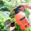 3L Garden Pressure Sprayer with Adjustable Nozzle, Ergonomic Pump Handle, Multi‑Purpose Blue Bottle 4