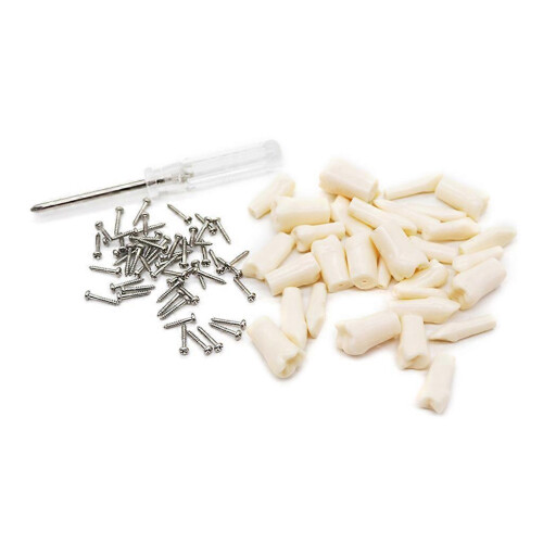(Style B, 33 teeth) Dental Demonstration Teeth Model With All Removable Teeth Standard Study Teach