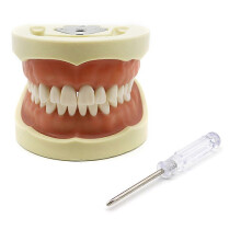 (Style A, 32 teeth) Dental Demonstration Teeth Model With All Removable Teeth Standard Study Teach