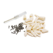 (Style B, 28 teeth) Dental Demonstration Teeth Model With All Removable Teeth Standard Study Teach