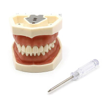 (Style A, 28 teeth) Dental Demonstration Teeth Model With All Removable Teeth Standard Study Teach