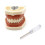 (Style A, 28 teeth) Dental Demonstration Teeth Model With All Removable Teeth Standard Study Teach 1