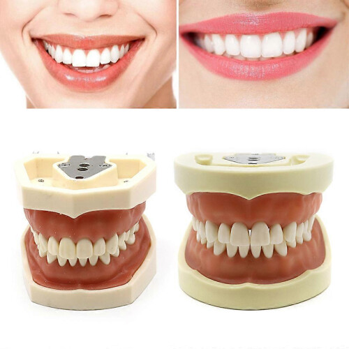 (Style B, 33 teeth) Dental Demonstration Teeth Model With All Removable Teeth Standard Study Teach 1