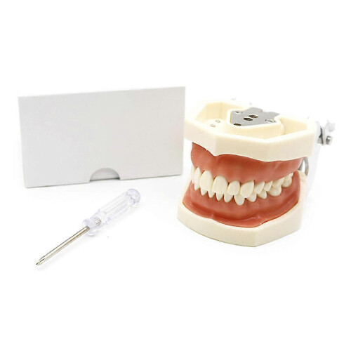 (Style A, 28 teeth) Dental Demonstration Teeth Model With All Removable Teeth Standard Study Teach 2
