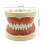 (Style B, 33 teeth) Dental Demonstration Teeth Model With All Removable Teeth Standard Study Teach 5