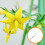 Accessoire Pollinisateur Multi Usage Pour Potager 3