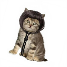 Lustige Katzen Hunde Bob Pony-Katze mit offenen Ohren, Bob h