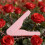 Outil de retrait d'épines de fleurs à poignée ergonomique-Rose 5