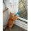 Catnip Budgie pom pom bungee toy 2