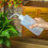 Plant Watering Bottle with Precise Flow Control, Translucent Squeeze Type for Succulents, Size L 4