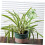 8pcs Glass Self Watering Globes for Indoor Potted Plants, Automatic Slow Release Hydration 5