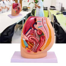 Female Vagina Anatomical Model Lifesize Median Sagittal Section Human Woman Pelvic Cavity Structure Model